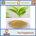 GMP Factory Supplier 100% Natural Java Tea Extract 40% Polyphenols